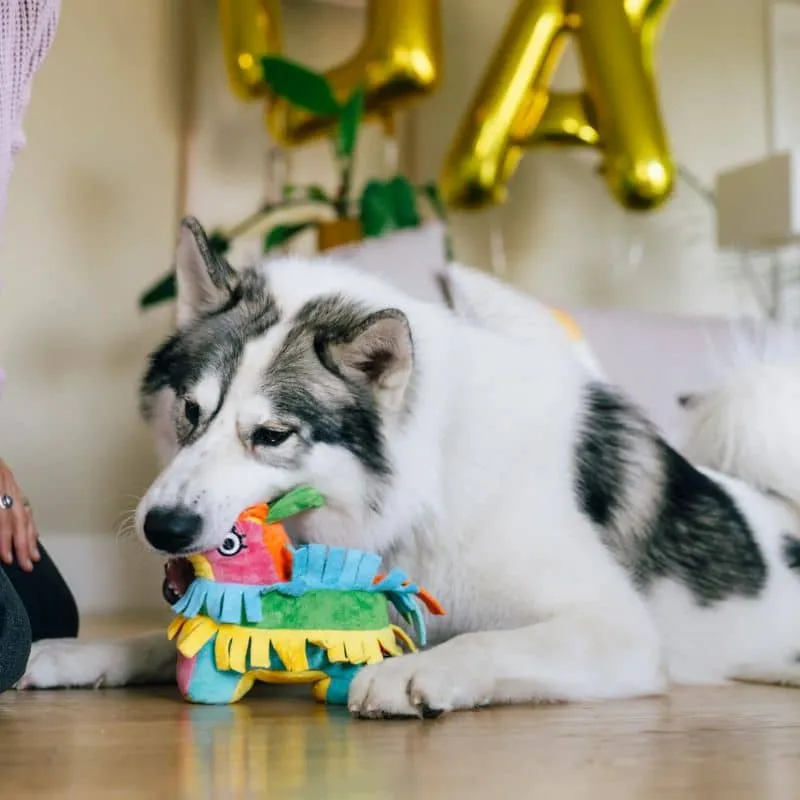 PELUCHE POUR CHIEN - PINATA