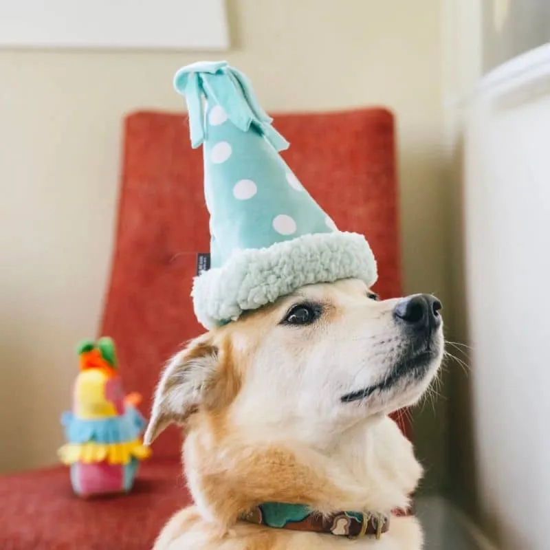 PELUCHE POUR CHIEN - CHAPEAU D'ANNIVERSAIRE 🥳