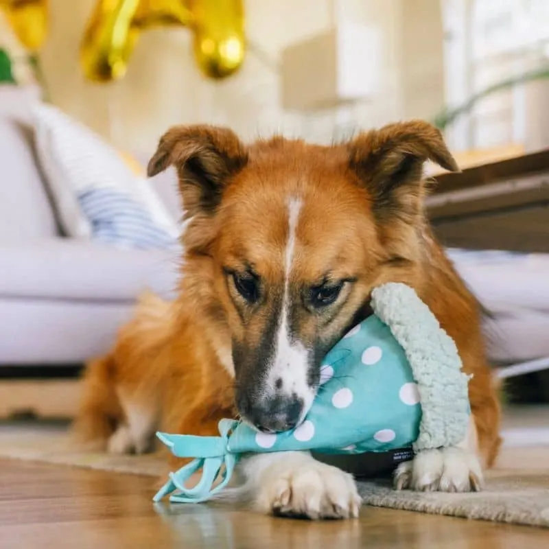 PELUCHE POUR CHIEN - CHAPEAU D'ANNIVERSAIRE 🥳