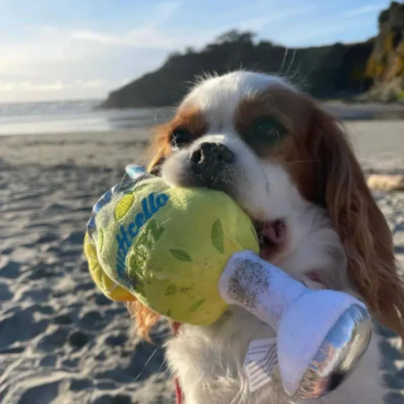 PELUCHE POUR CHIEN - LIMUTTCELLO SPRITZ 🍹