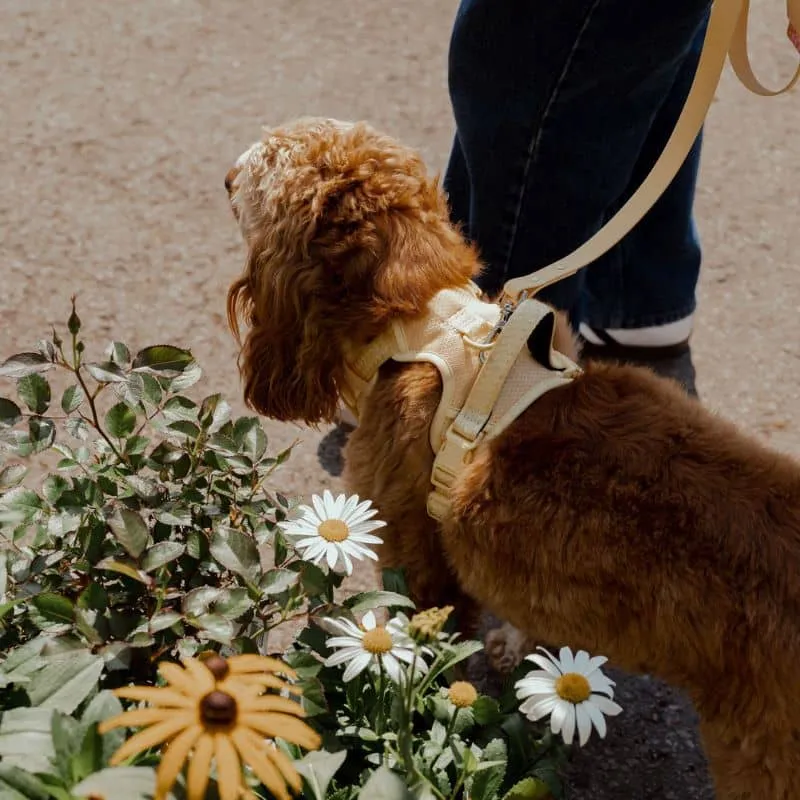 HARNAIS AVEC POIGNÉE POUR CHIEN - JAUNE LIMONCELLO 🍋