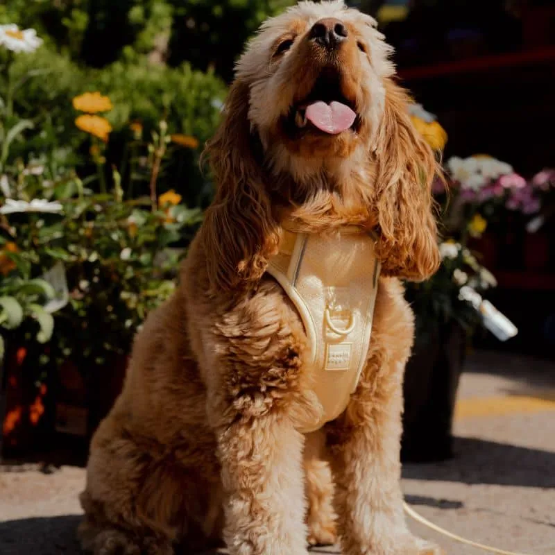 HARNAIS AVEC POIGNÉE POUR CHIEN - JAUNE LIMONCELLO 🍋