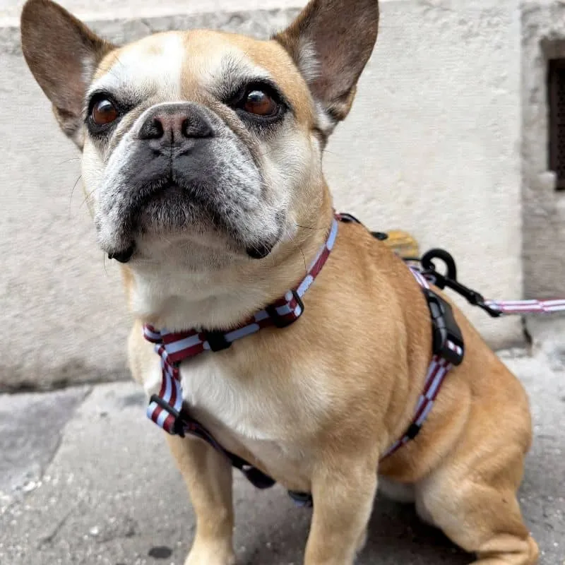 HARNAIS POUR CHIEN FAIT EN EUROPE 🇪🇺 - CHERRY LADY 🍒