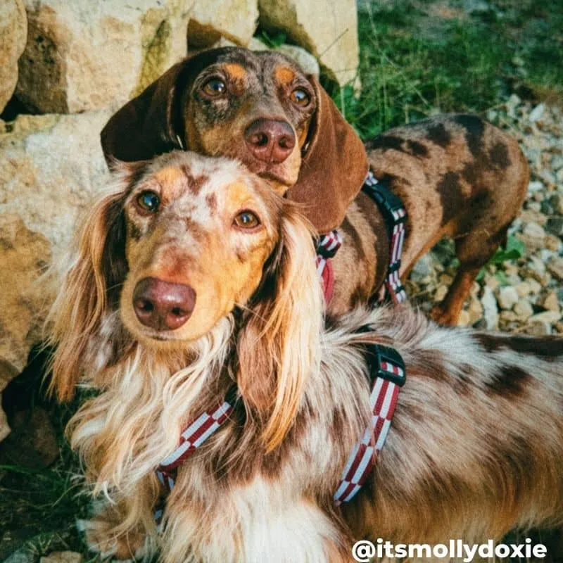 HARNAIS POUR CHIEN FAIT EN EUROPE 🇪🇺 - CHERRY LADY 🍒