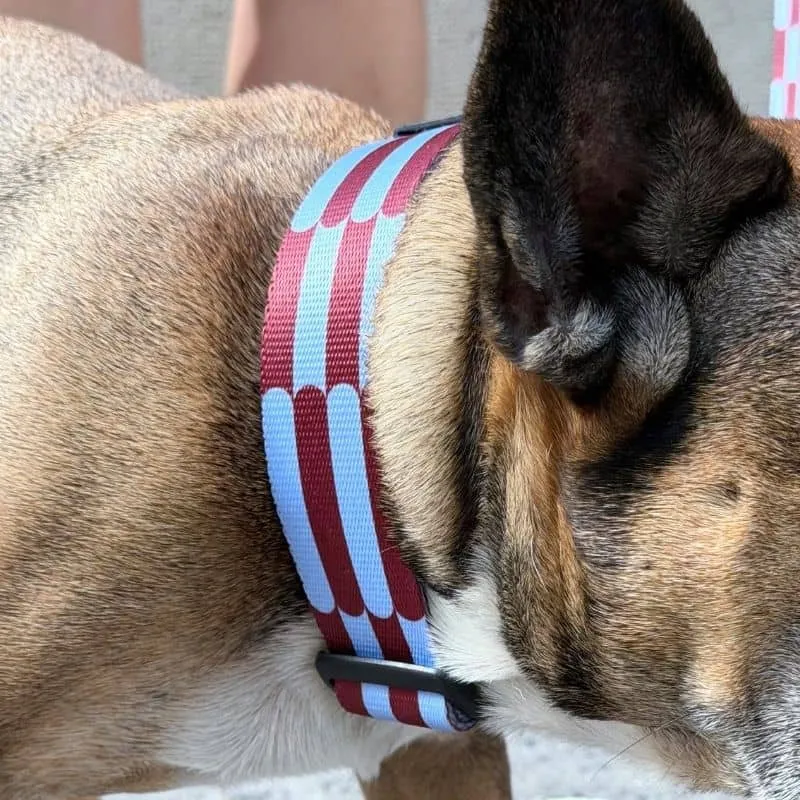 COLLIER POUR CHIEN FAIT EN EUROPE 🇪🇺 - CHERRY LADY 🍒