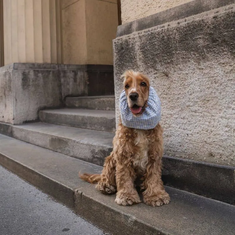 SNOOD POUR CHIEN EN COTON - SEERSUCKER VICHY & BRODERIES ANGLAISES