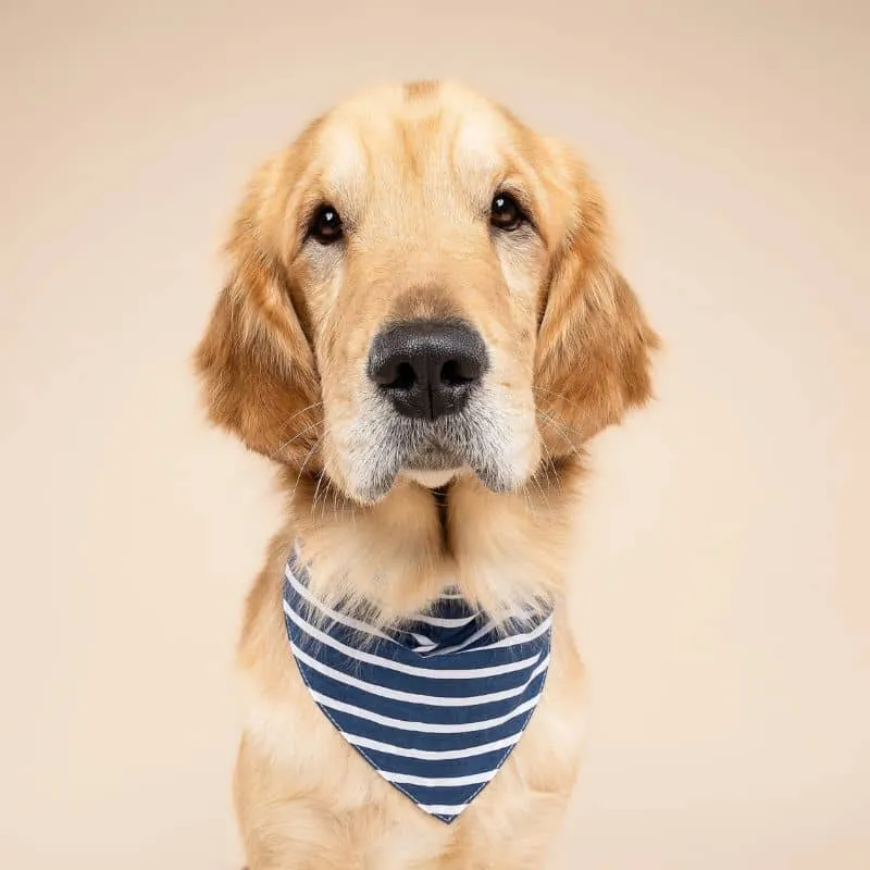 BANDANA POUR CHIEN - RAYURES "EVERYDAY STRIPE"