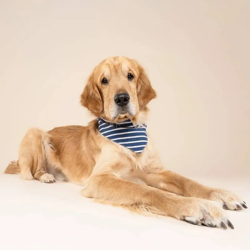 BANDANA POUR CHIEN - RAYURES "EVERYDAY STRIPE"