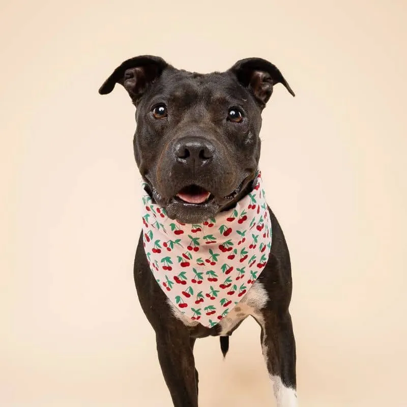 BANDANA POUR CHIEN - CERISE "CHERRY POP" 🍒