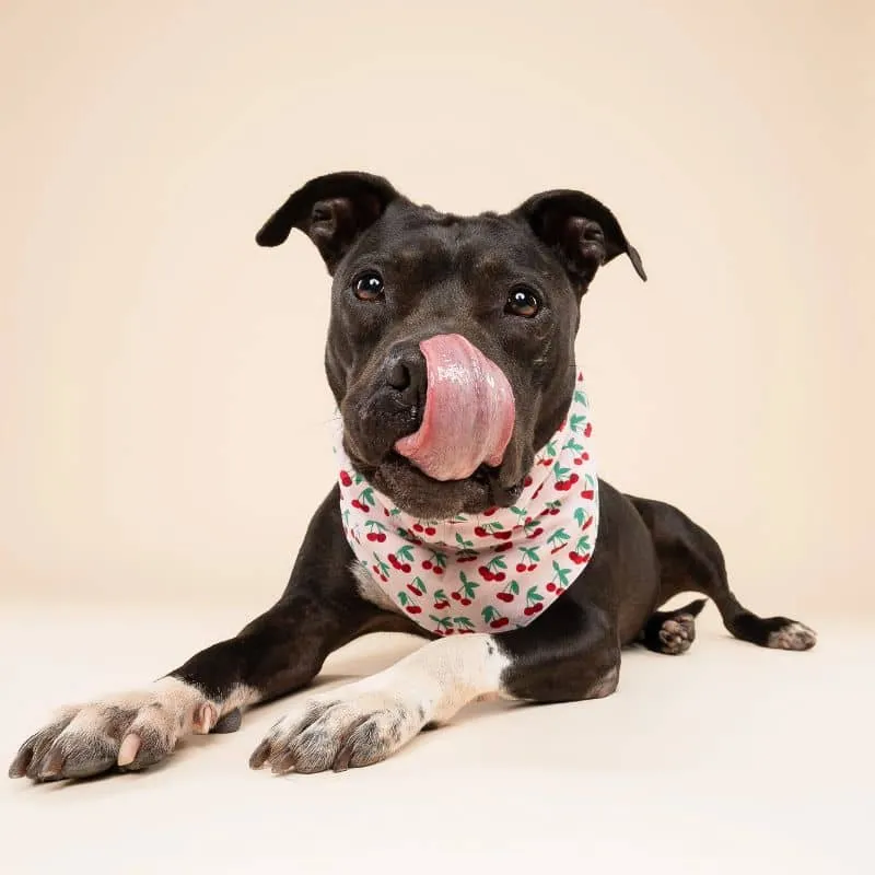 BANDANA POUR CHIEN - CERISE "CHERRY POP" 🍒
