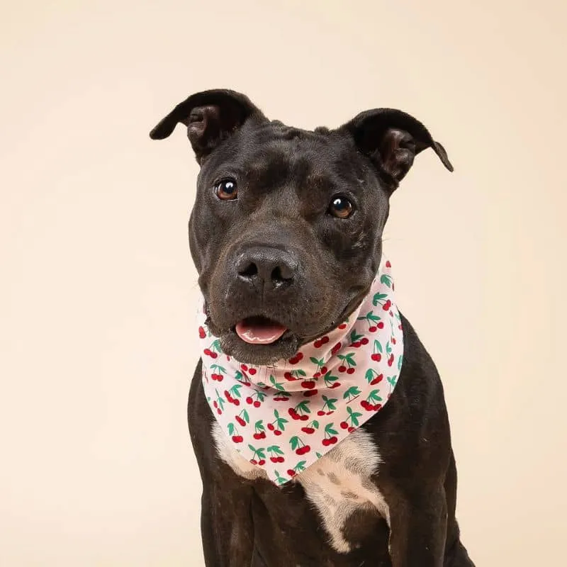 BANDANA POUR CHIEN - CERISE "CHERRY POP" 🍒