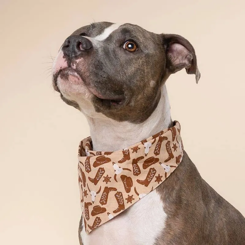 BANDANA POUR CHIEN - COWBOY "BRONCO" 🤠