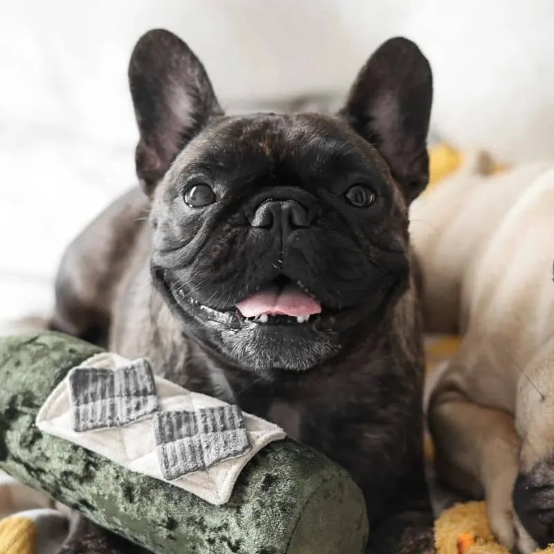 JEU D’OCCUPATION ET DE FOUILLE POUR CHIEN - BOUTEILLE DE VIN "MERLOT" 🍷