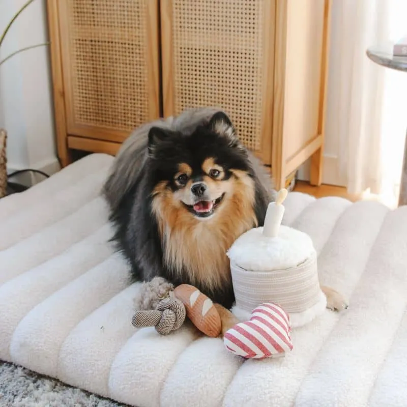 JEU D’OCCUPATION ET DE FOUILLE POUR CHIEN - GÂTEAU ANNIVERSAIRE 🎂