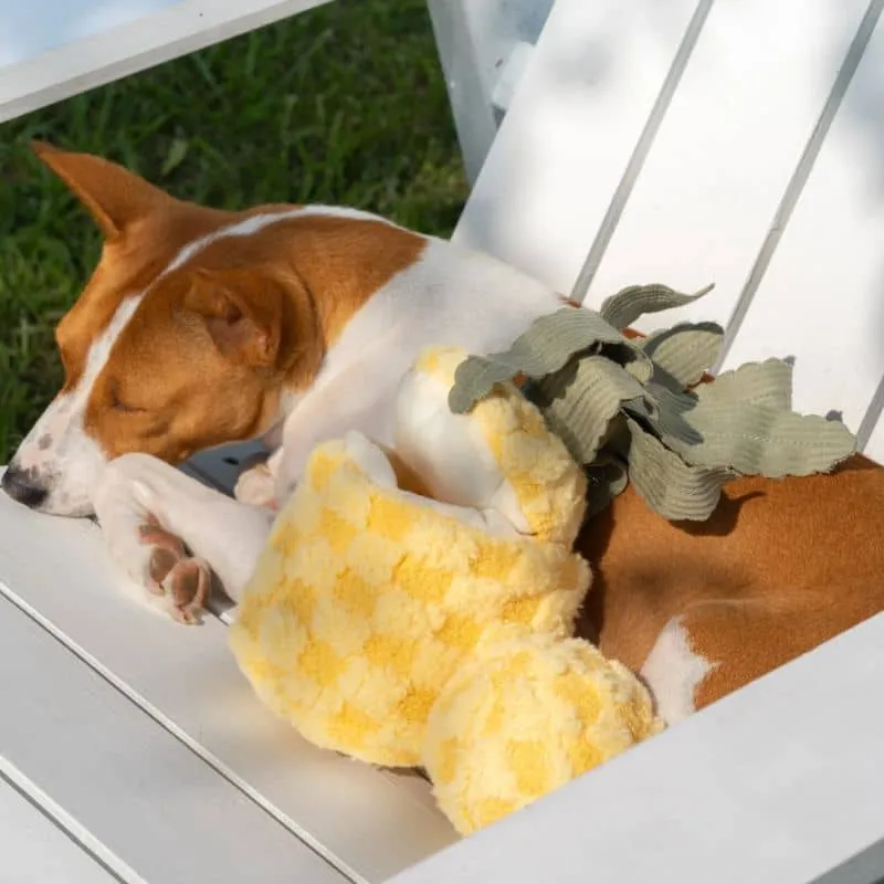 JEU D’OCCUPATION ET DE FOUILLE POUR CHIEN - ANANAS 🍍