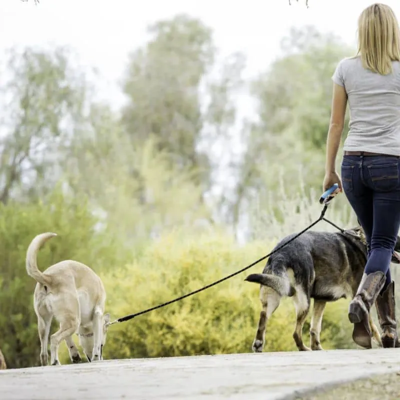 LAISSE DOUBLE RÉFLÉCHISSANTE EN CORDE POUR CHIEN - ANTI-EMMÊLEMENT 360°
