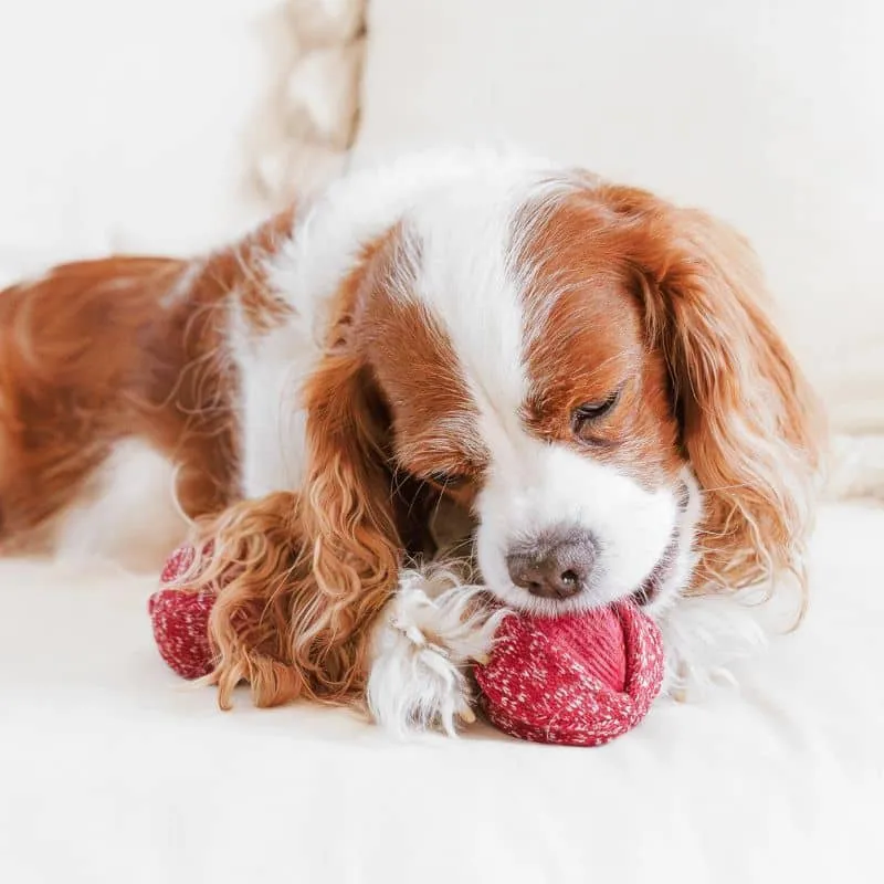 JEU D’OCCUPATION ET DE FOUILLE POUR CHIEN - BALLE CERISE "CHERRY POP" 🍒