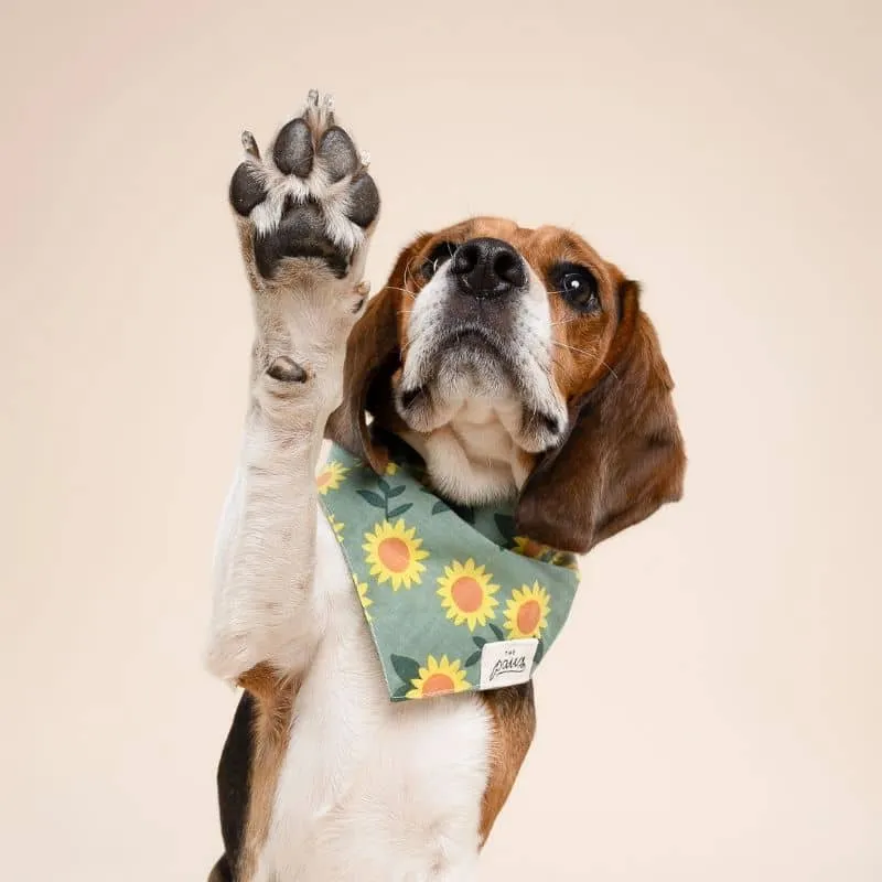 BANDANA POUR CHIEN - TOURNESOL "CULLIPHER" & "CROMWELL"