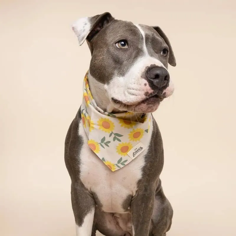 BANDANA POUR CHIEN - TOURNESOL "CULLIPHER" & "CROMWELL"