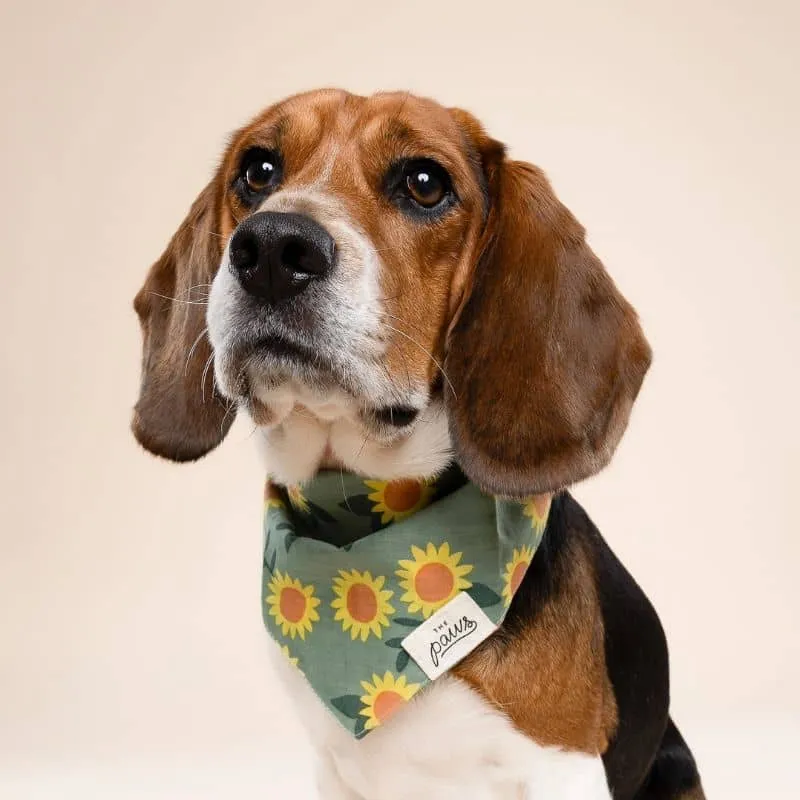 BANDANA POUR CHIEN - TOURNESOL "CULLIPHER" & "CROMWELL"