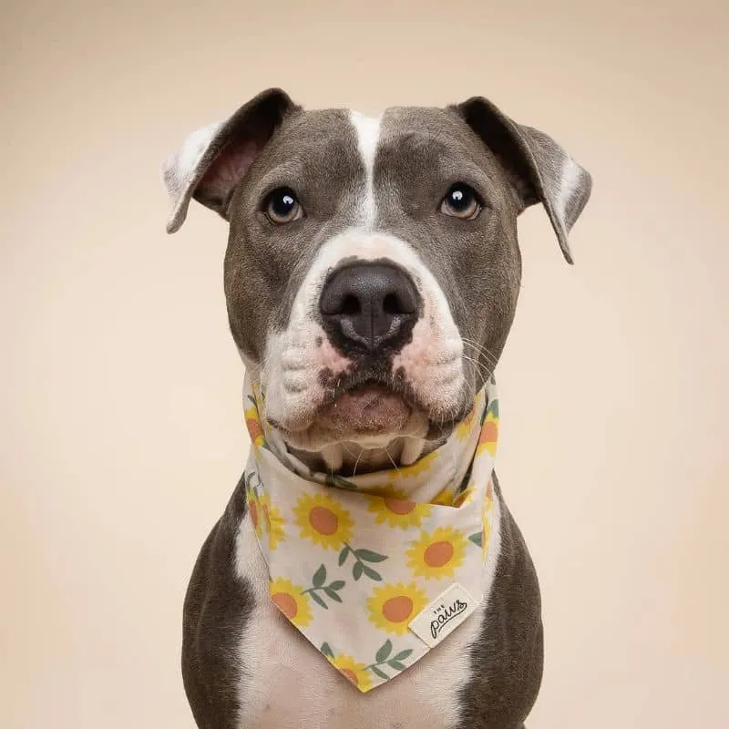 BANDANA POUR CHIEN - TOURNESOL "CULLIPHER" & "CROMWELL"