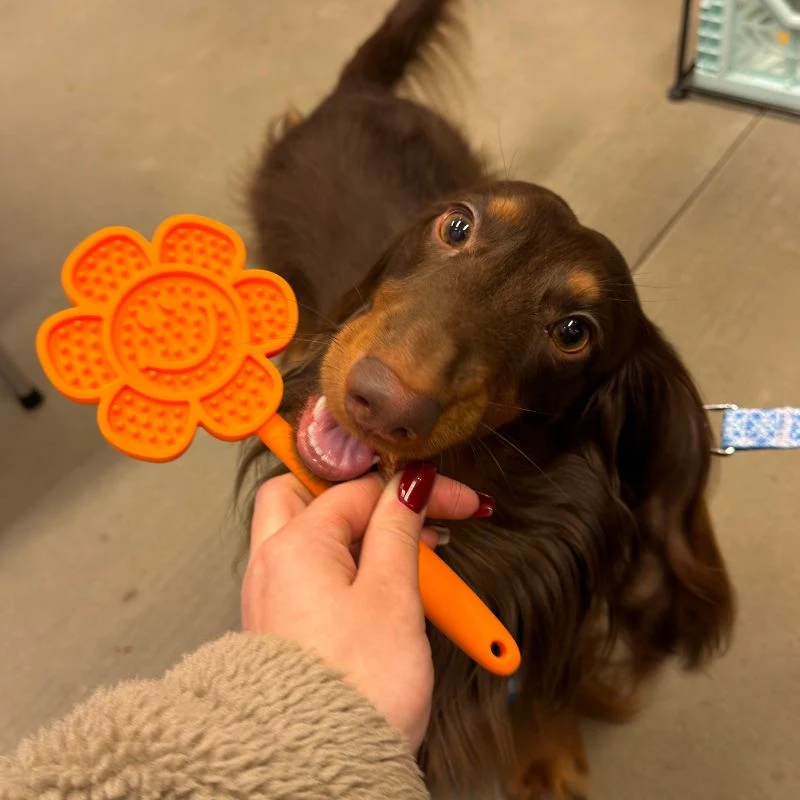 TAPIS DE LÉCHAGE À TENIR MOTIF FLEUR POUR CHIEN - LICK POP