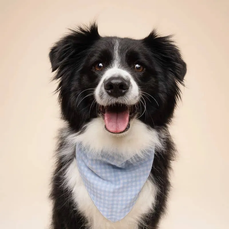 BANDANA POUR CHIEN - VICHY