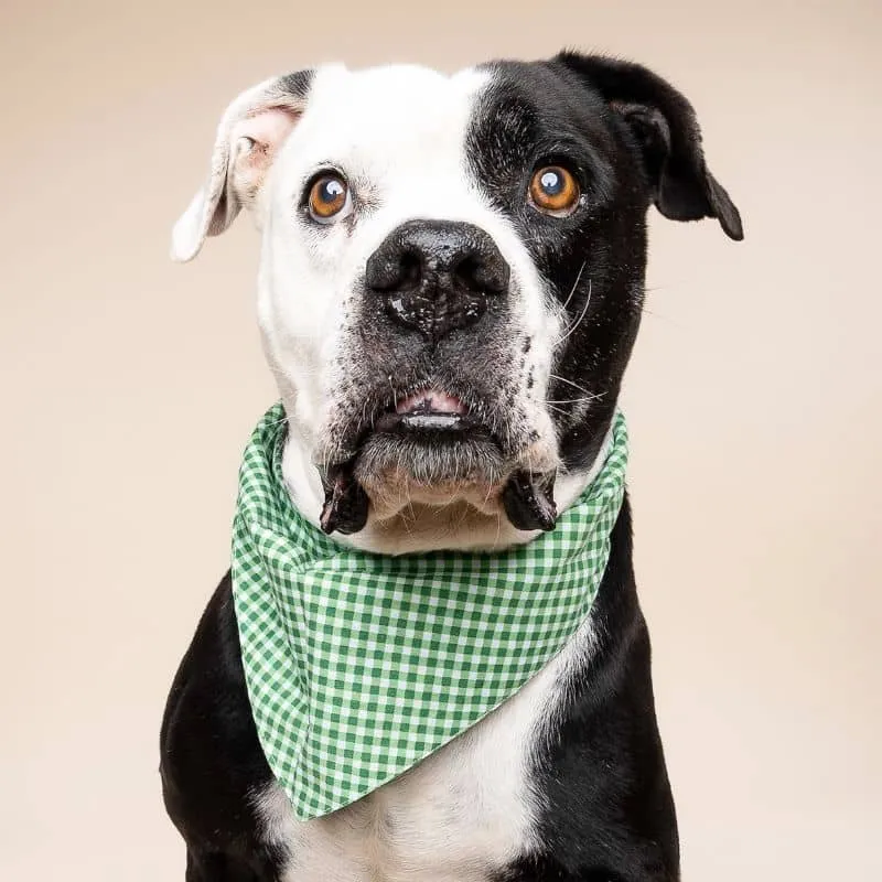 BANDANA POUR CHIEN - VICHY