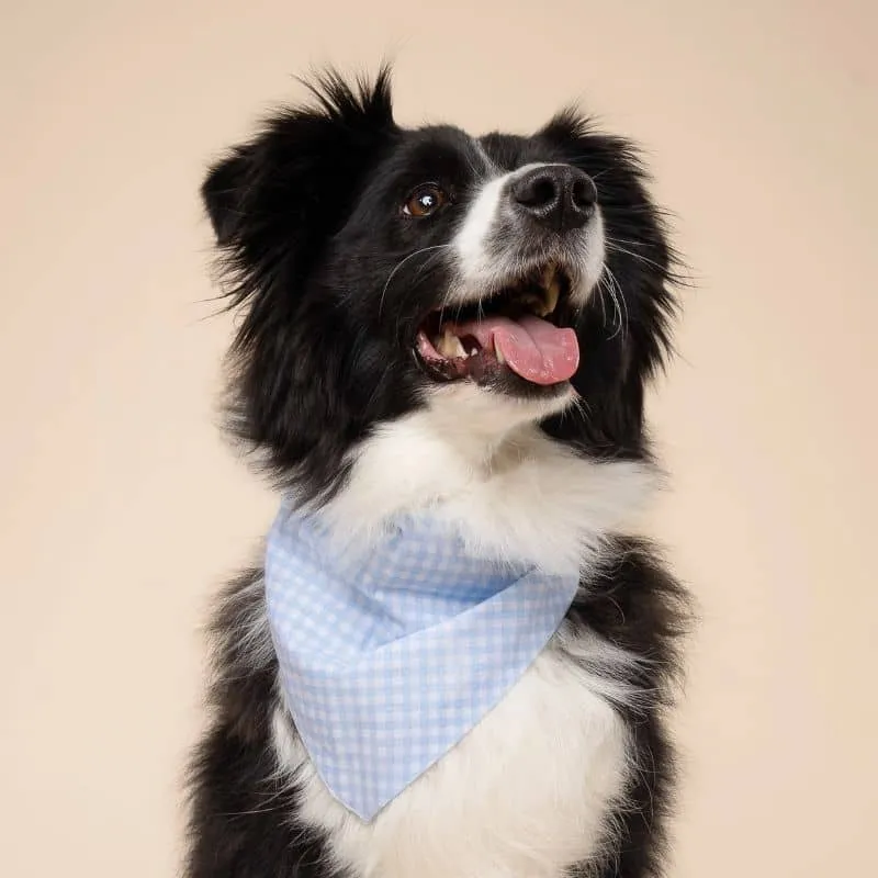 BANDANA POUR CHIEN - VICHY