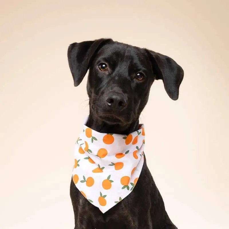 BANDANA POUR CHIEN - CLÉMENTINE 🍊
