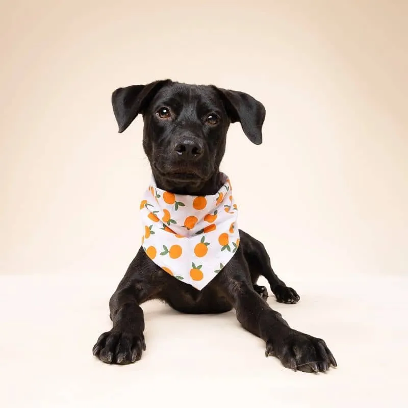 BANDANA POUR CHIEN - CLÉMENTINE 🍊