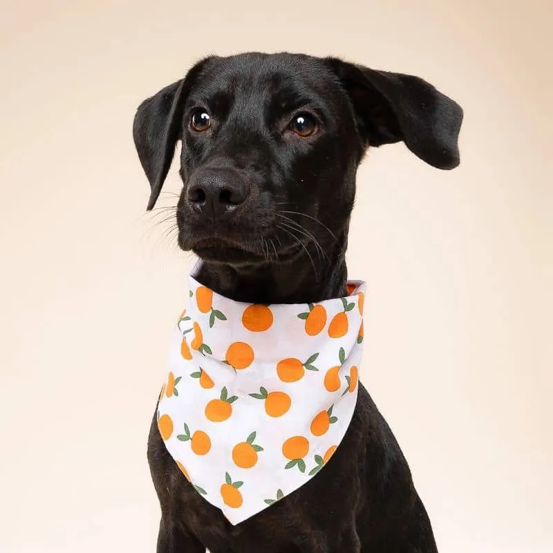BANDANA POUR CHIEN - CLÉMENTINE 🍊