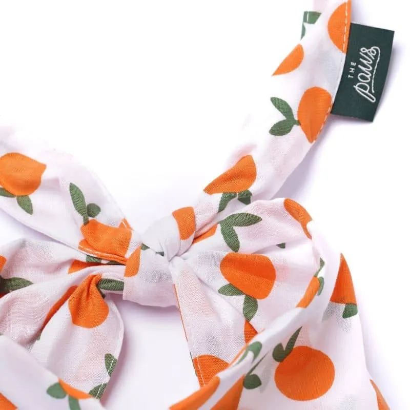 BANDANA POUR CHIEN - CLÉMENTINE 🍊