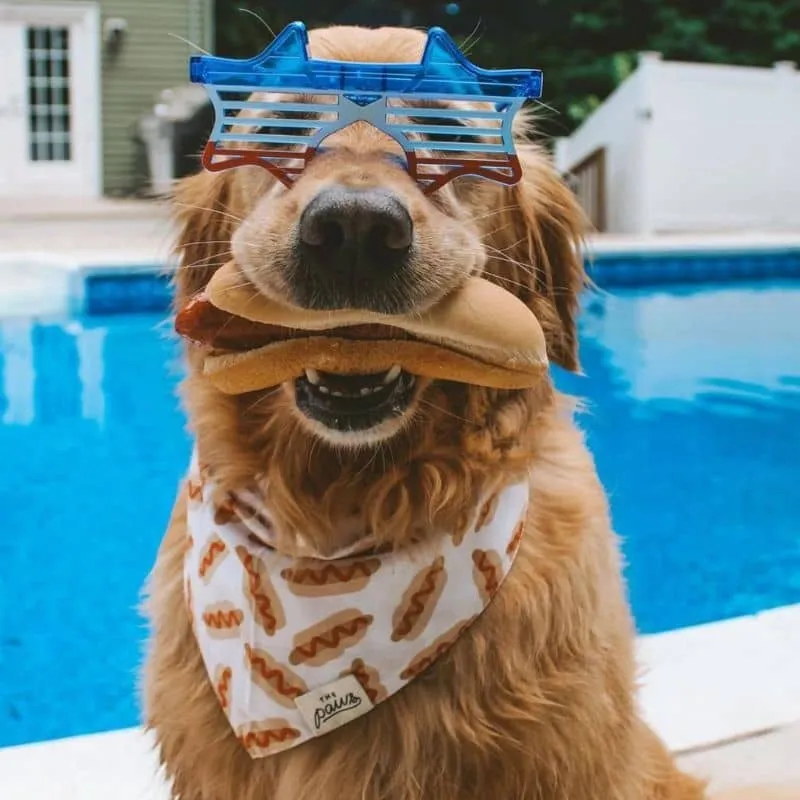 BANDANA POUR CHIEN - HOTDOG 🌭