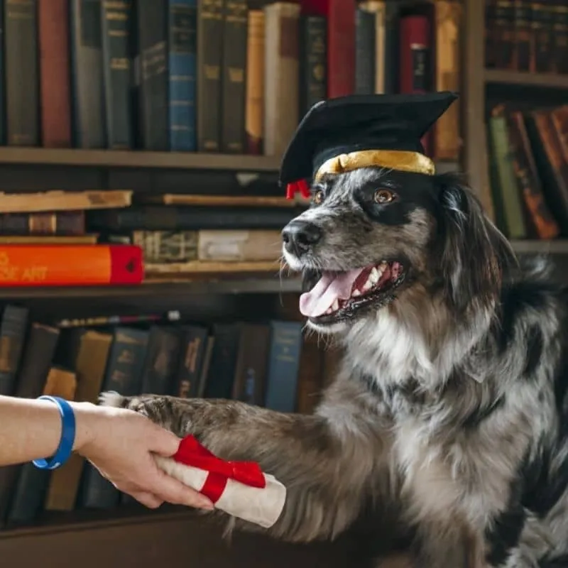 PELUCHE POUR CHIEN - TOQUE ET DIPLÔME 🎓