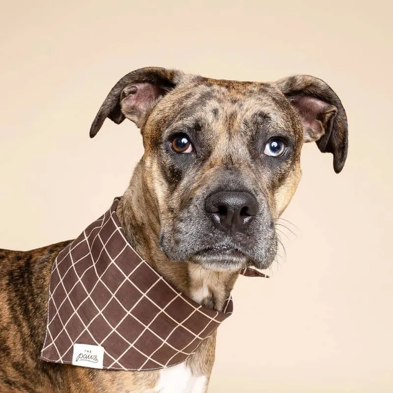 BANDANA POUR CHIEN - CARREAUX STRATFORD