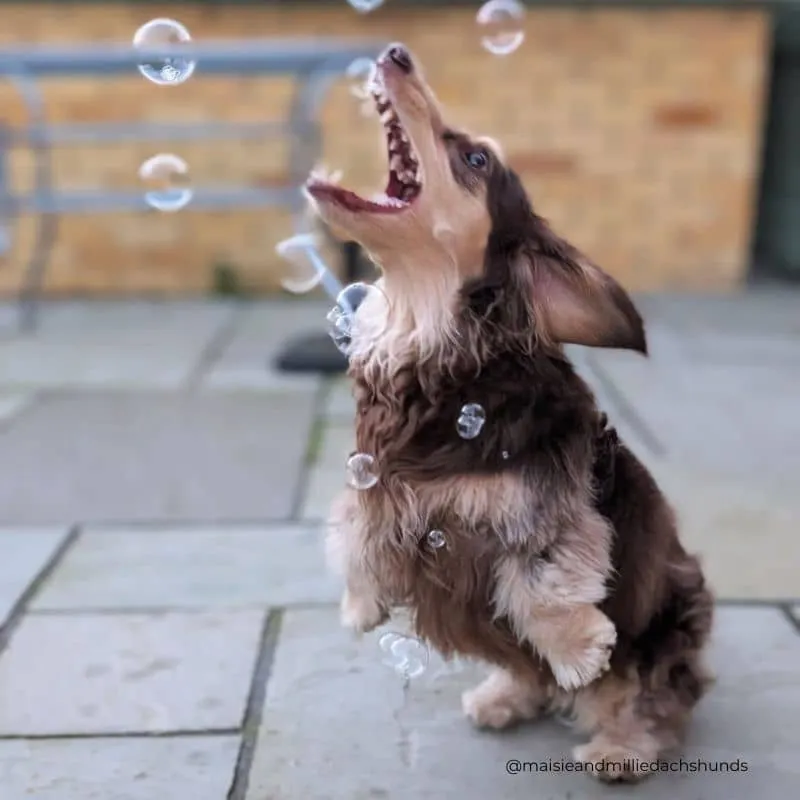 BULLES AROMATISÉES POUR CHIEN ET CHAT - MEATY BUBBLES PUPPACHINO ☕️🫧