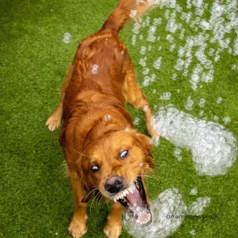 BULLES AROMATISÉES POUR CHIEN ET CHAT - MEATY BUBBLES PEANUT BUTTER 🥜🫧