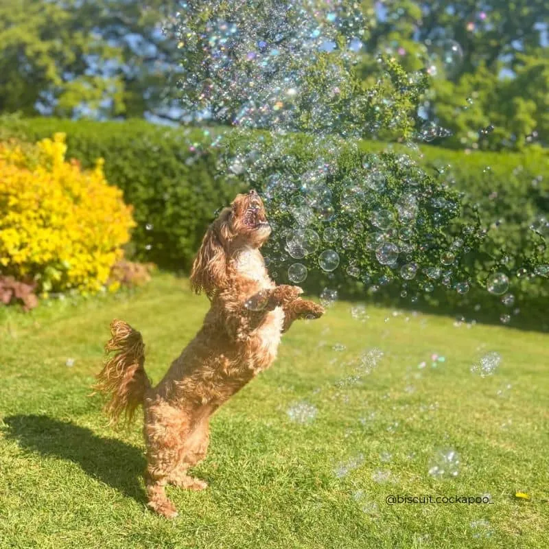 BULLES AROMATISÉES POUR CHIEN ET CHAT - MEATY BUBBLES PEANUT BUTTER 🥜🫧
