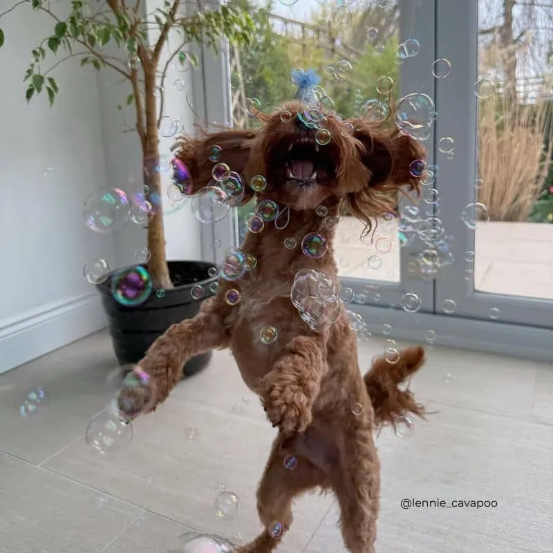 BULLES AROMATISÉES ANNIVERSAIRE POUR CHIEN ET CHAT - MEATY BUBBLES BIRTHDAY CAKE 🎂🫧
