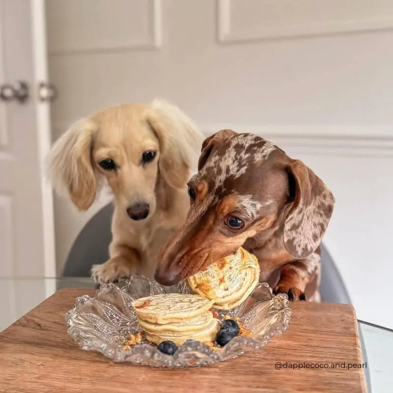 PRÉPARATION POUR PANCAKES ANNIVERSAIRE POUR CHIEN - MEATY LICKS BIRTHDAY CAKE 🎂