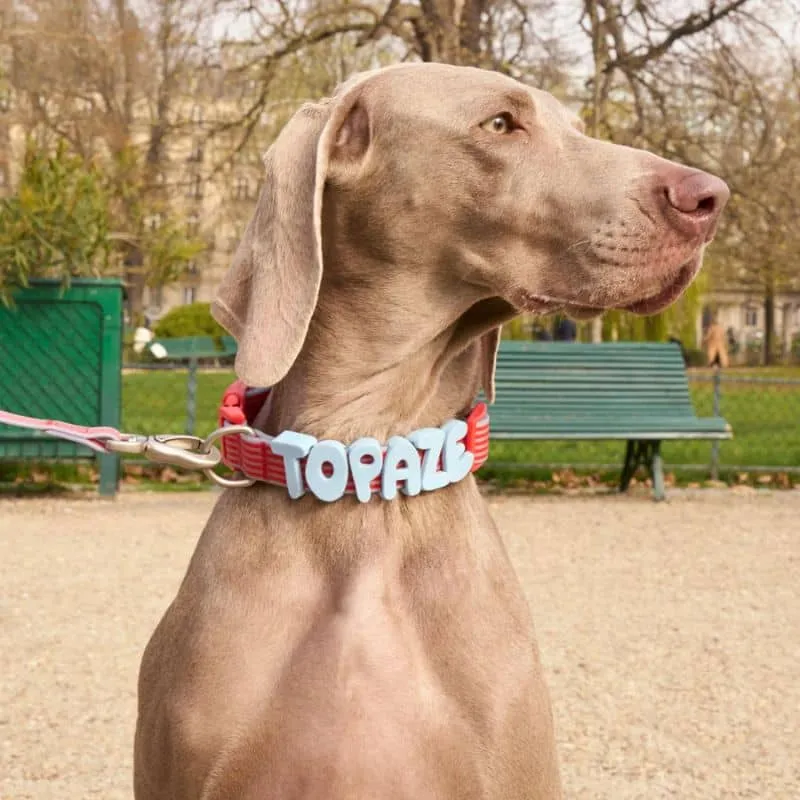COLLIER POUR CHIEN WATERPROOF - RAYURES BLEU & ROUGE (PERSONNALISABLE AVEC DES CHARMS)