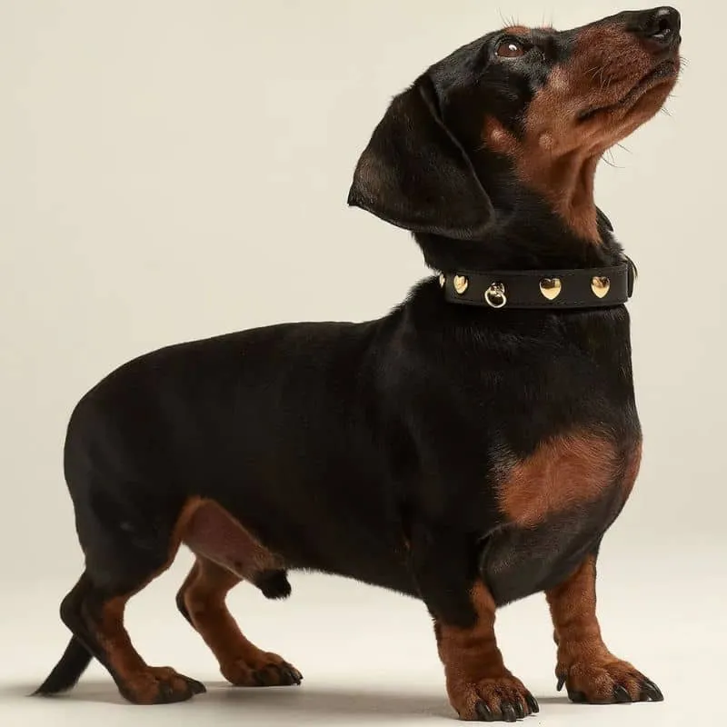 COLLIER EN CUIR POUR CHIEN - NOIR "NARA" AVEC CLOUS DORÉS COEUR