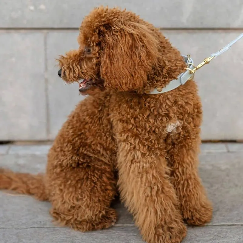 COLLIER EN CUIR POUR CHIEN - BLEU CIEL "NARA" AVEC CLOUS DORÉS ÉTOILE