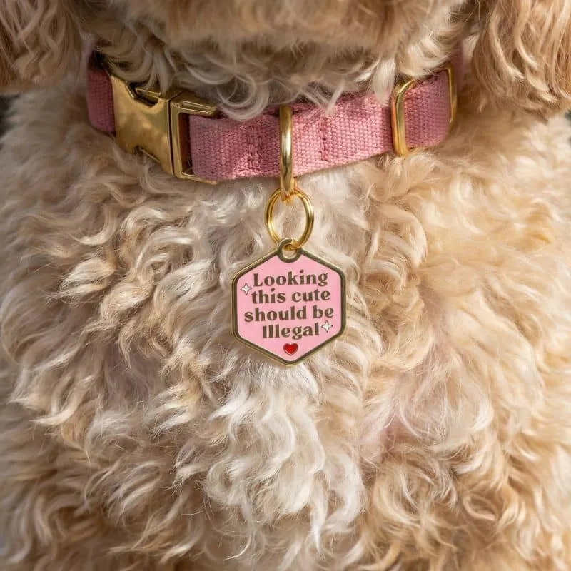 MÉDAILLE POUR CHIEN AVEC QR CODE AU DOS - LOOKING THIS CUTE SHOULD BE ILLEGAL
