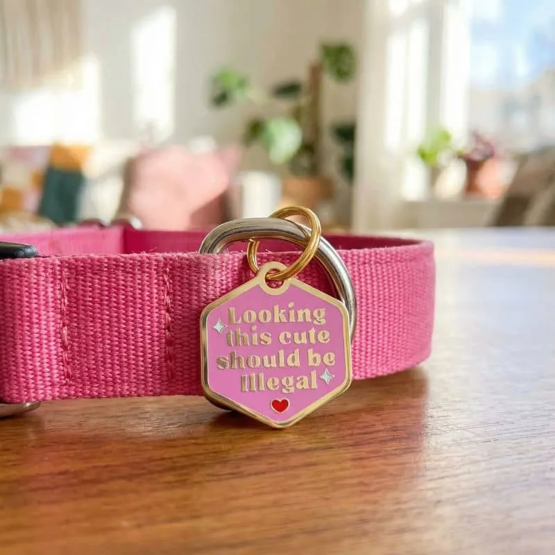MÉDAILLE POUR CHIEN AVEC QR CODE AU DOS - LOOKING THIS CUTE SHOULD BE ILLEGAL