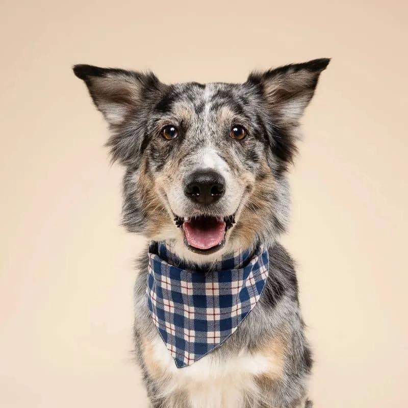 BANDANA POUR CHIEN - CARREAUX BLEU ET BLANC "APRÈS PLAID"