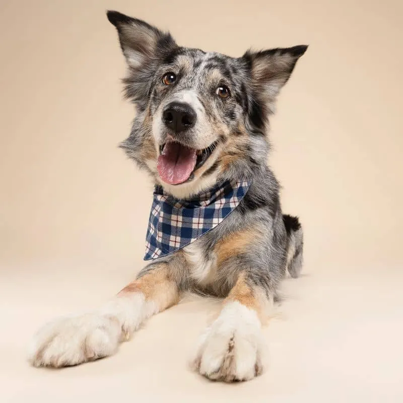 BANDANA POUR CHIEN - CARREAUX BLEU ET BLANC "APRÈS PLAID"