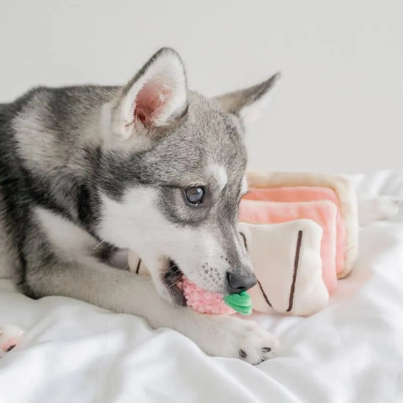 JOUET D’OCCUPATION ET DE FOUILLE POUR CHIEN - MILLE-FEUILLES FRAISE 🍰