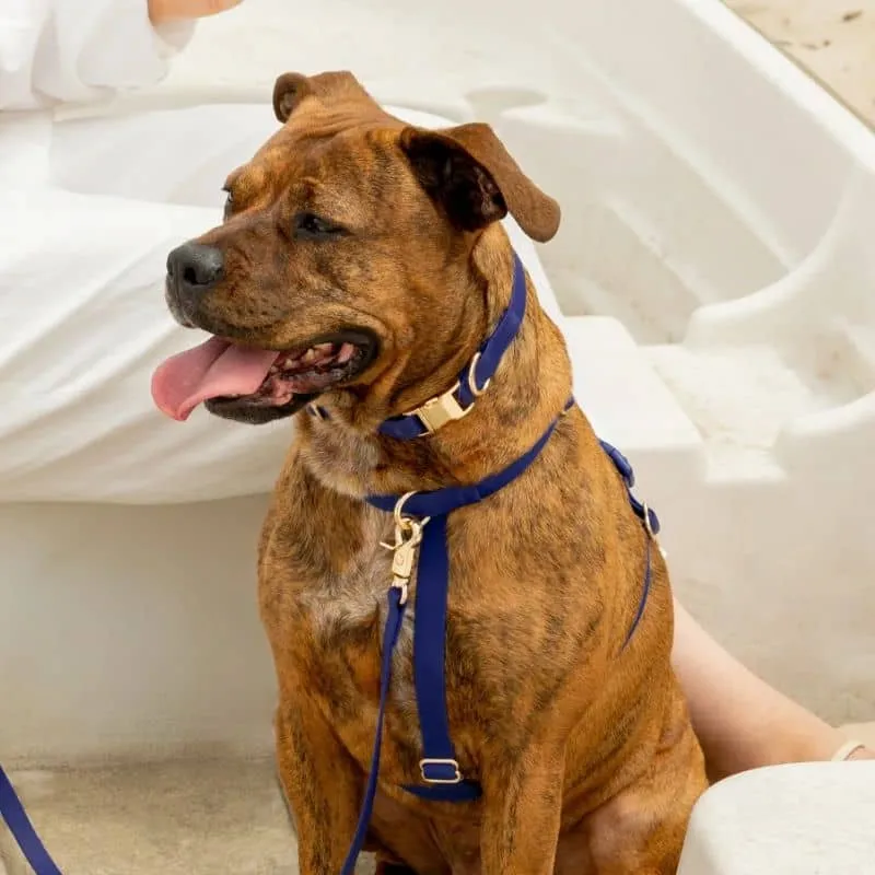 COLLIER POUR CHIEN WATERPROOF - BLEU MARINE "NAVY"